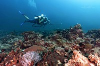 Diving in Paola, Mindoro, Philippines