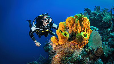 Scuba diving on coral reefs